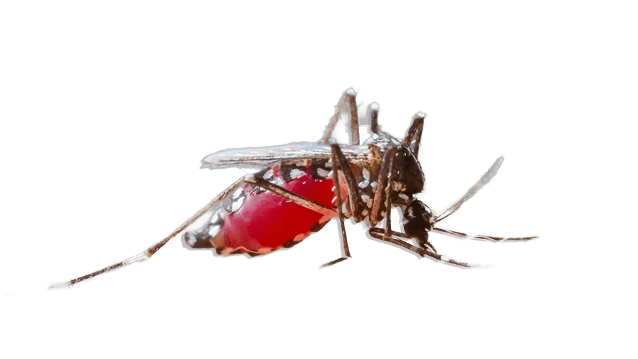 Mosquito