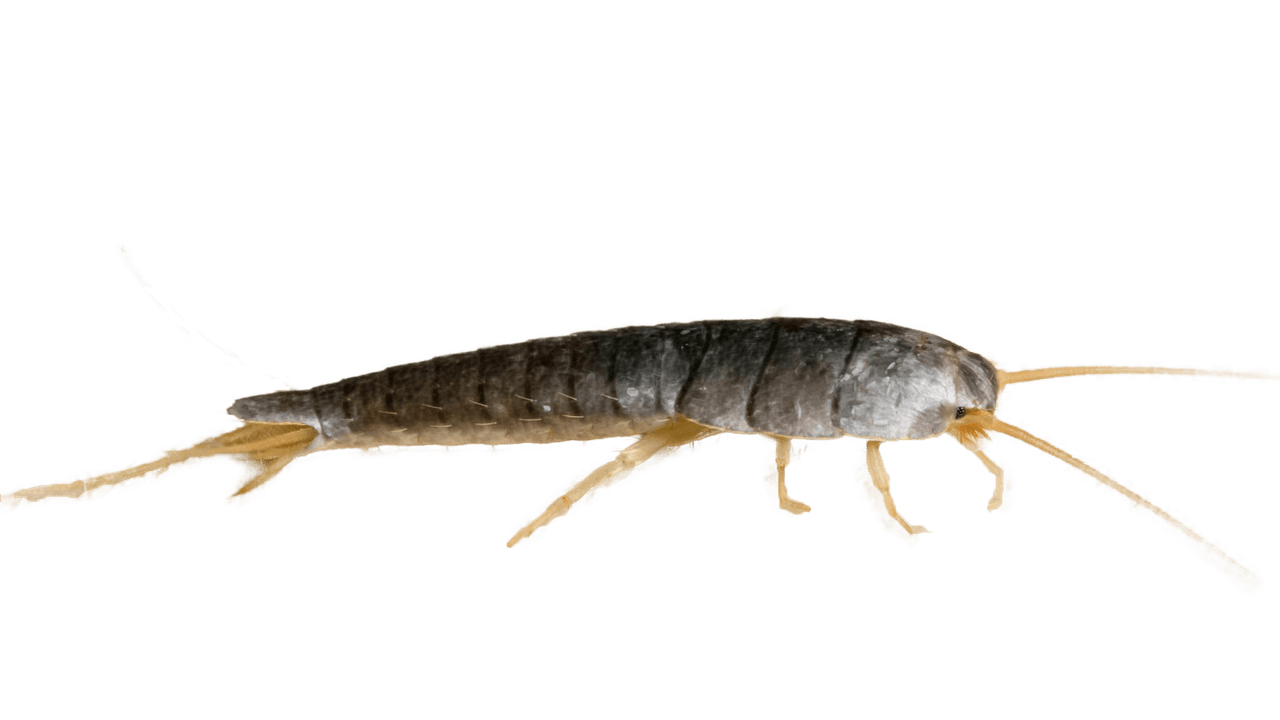 Silverfish