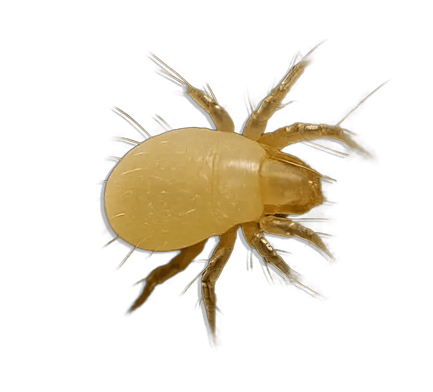 Wall Mites