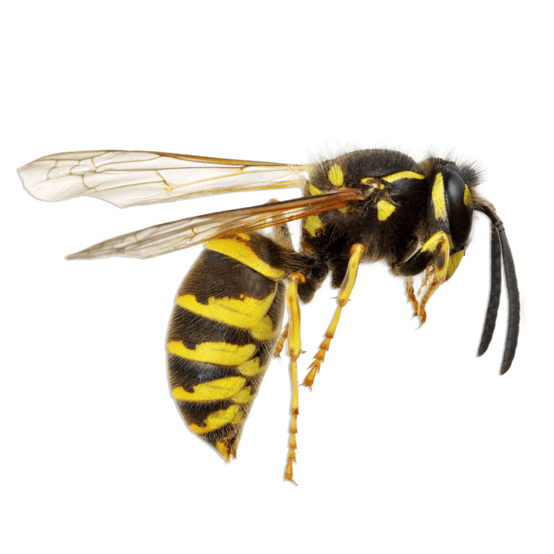 Wasp/Hornet