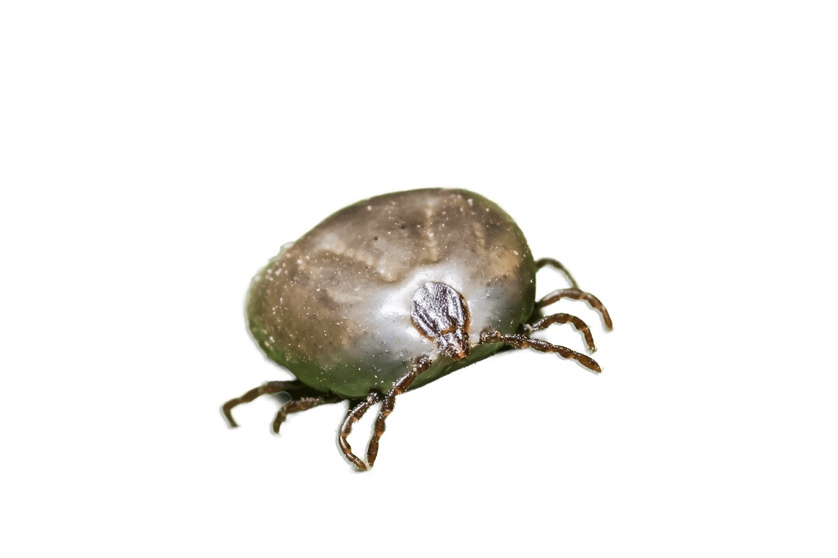Tick