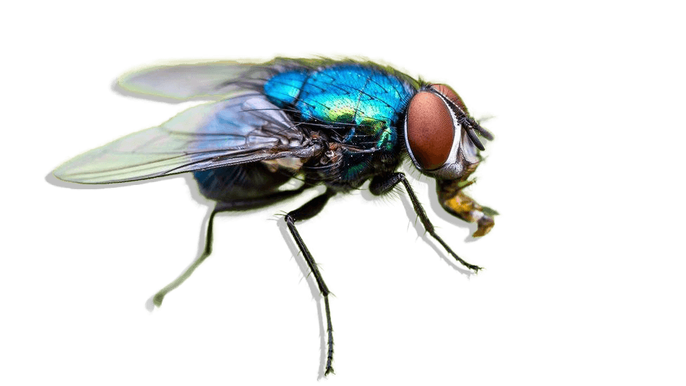 Fly