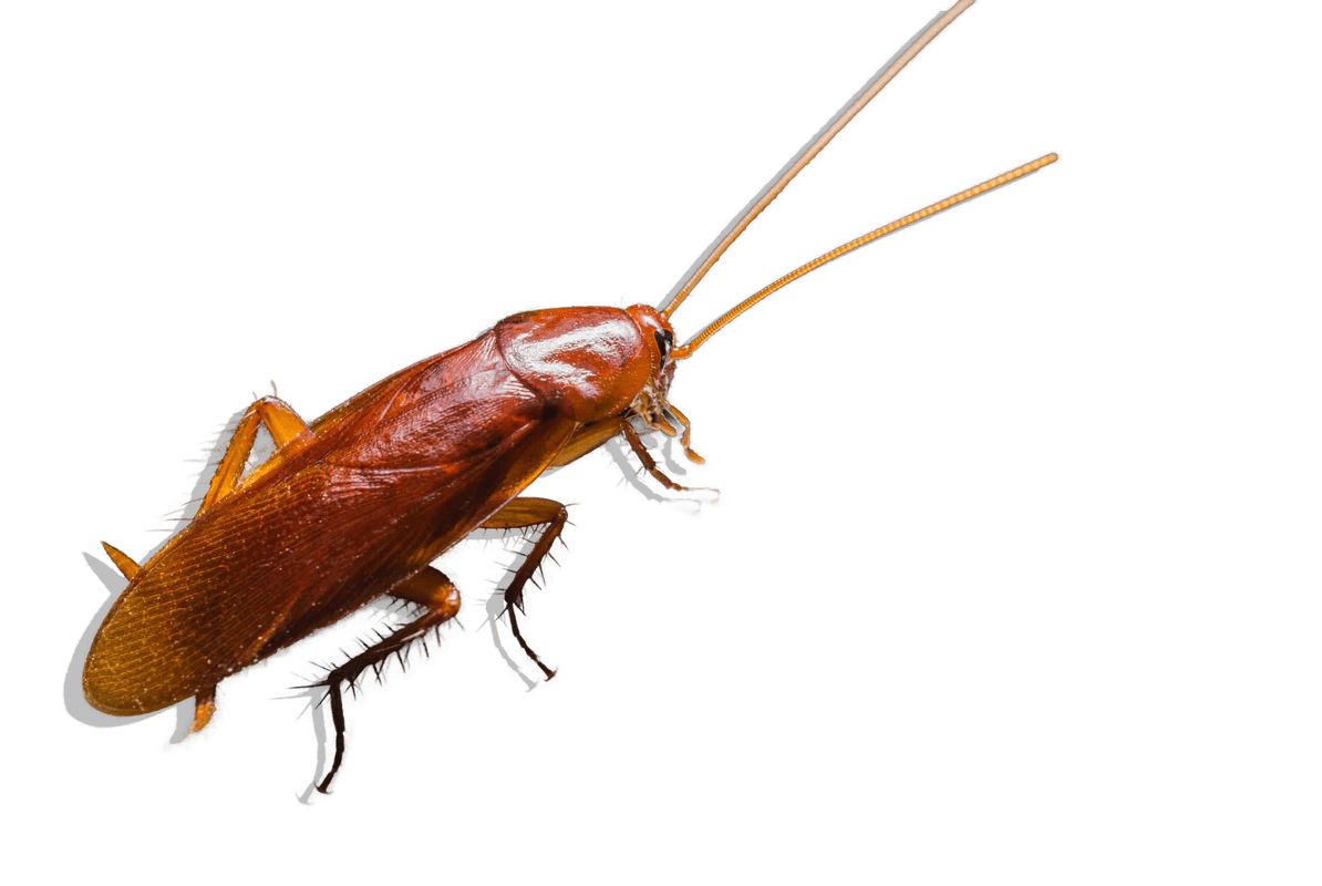 Cockroach