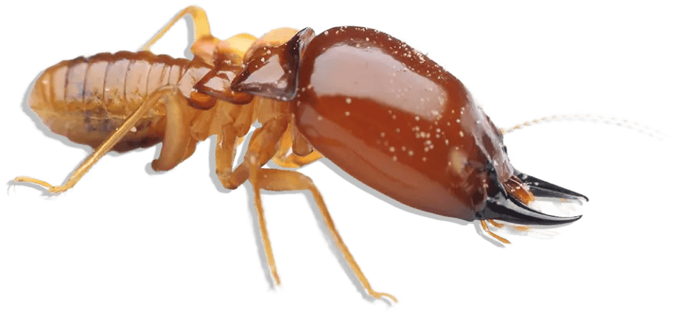 Termite