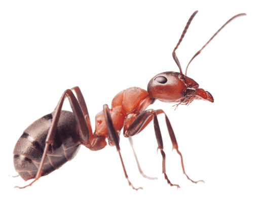 Ant