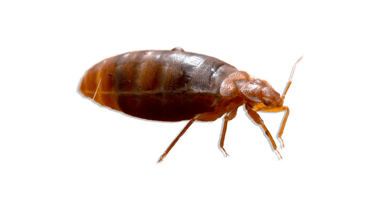Bed Bug