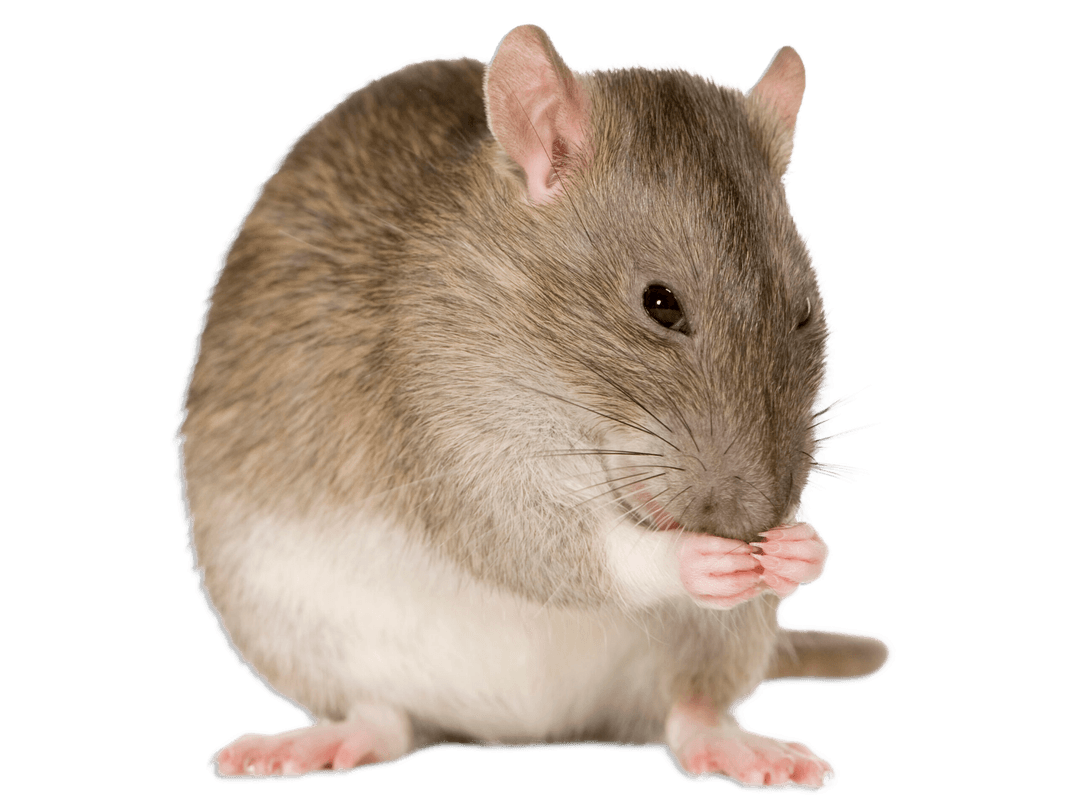 Rodent (Rat/Mouse)