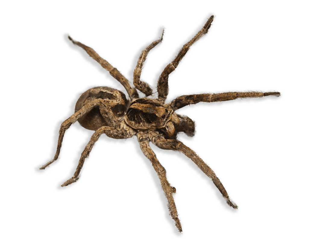 Spider